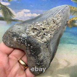 5.04 Megalodon Fossil Shark Tooth Natural Fossil No Restoration or Repair