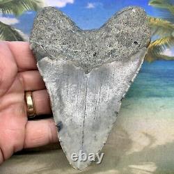 5.04 Megalodon Fossil Shark Tooth Natural Fossil No Restoration or Repair