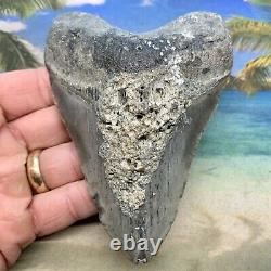 5.04 Megalodon Fossil Shark Tooth Natural Fossil No Restoration or Repair