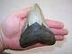 5.04 Megalodon Fossil Shark Tooth Teeth -10.2 Oz Free Stand! No Restoration