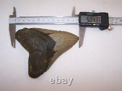 5.04 Megalodon Fossil Shark Tooth Teeth -10.2 oz Free Stand! NO RESTORATION