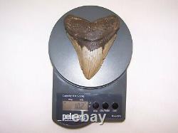 5.04 Megalodon Fossil Shark Tooth Teeth -10.2 oz Free Stand! NO RESTORATION