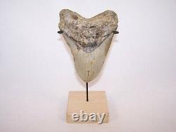 5.04 Megalodon Fossil Shark Tooth Teeth 10.3 oz Free Stand! NO RESTORATION