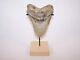 5.04 Megalodon Fossil Shark Tooth Teeth 10.3 Oz Free Stand! No Restoration