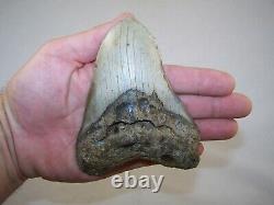 5.04 Megalodon Fossil Shark Tooth Teeth 10.3 oz Free Stand! NO RESTORATION