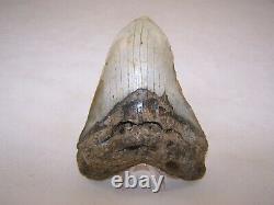 5.04 Megalodon Fossil Shark Tooth Teeth 10.3 oz Free Stand! NO RESTORATION