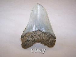 5.04 Megalodon Fossil Shark Tooth Teeth 10.3 oz Free Stand! NO RESTORATION