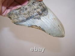 5.04 Megalodon Fossil Shark Tooth Teeth 10.3 oz Free Stand! NO RESTORATION