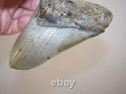 5.04 Megalodon Fossil Shark Tooth Teeth 10.3 oz Free Stand! NO RESTORATION