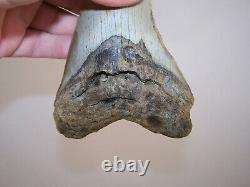 5.04 Megalodon Fossil Shark Tooth Teeth 10.3 oz Free Stand! NO RESTORATION