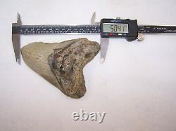 5.04 Megalodon Fossil Shark Tooth Teeth 10.3 oz Free Stand! NO RESTORATION