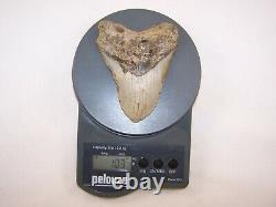 5.04 Megalodon Fossil Shark Tooth Teeth 10.3 oz Free Stand! NO RESTORATION
