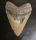 5.07 Megalodon Fossil Shark Tooth Natural Nc Find No Repairs High