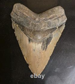 5.07 Megalodon Fossil Shark Tooth Natural NC Find No Repairs High
