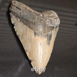 5.07 Megalodon Fossil Shark Tooth Natural NC Find No Repairs High