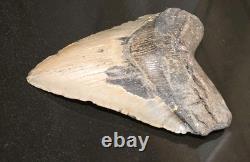 5.07 Megalodon Fossil Shark Tooth Natural NC Find No Repairs High