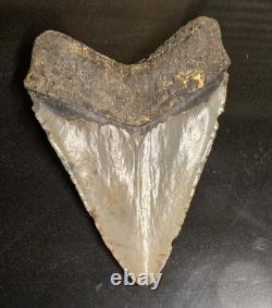 5.07 Megalodon Fossil Shark Tooth Natural NC Find No Repairs High