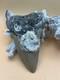 5.08 Megalodon Tooth Diver Recovered