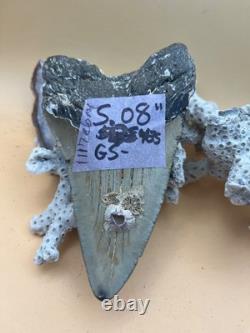 5.08 megalodon tooth diver recovered