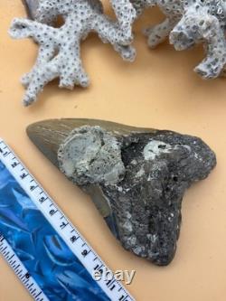 5.08 megalodon tooth diver recovered