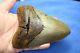 5.09 Large Megalodon Shark Tooth Fossil