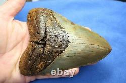 5.09 Large Megalodon Shark Tooth Fossil