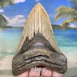 5.09 Megalodon Fossil Shark Tooth Natural Fossil No Restoration or Repair