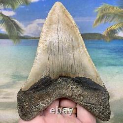 5.09 Megalodon Fossil Shark Tooth Natural Fossil No Restoration or Repair