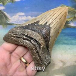 5.09 Megalodon Fossil Shark Tooth Natural Fossil No Restoration or Repair