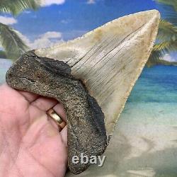 5.09 Megalodon Fossil Shark Tooth Natural Fossil No Restoration or Repair