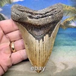 5.09 Megalodon Fossil Shark Tooth Natural Fossil No Restoration or Repair