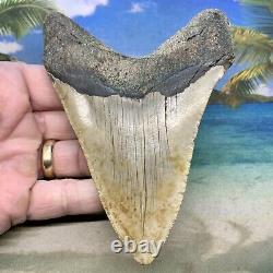 5.09 Megalodon Fossil Shark Tooth Natural Fossil No Restoration or Repair