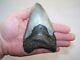 5.09 Megalodon Fossil Shark Tooth Teeth 7.7 Oz Free Stand! No Restoration