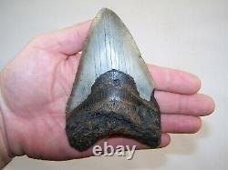 5.09 Megalodon Fossil Shark Tooth Teeth 7.7 oz Free Stand! NO RESTORATION