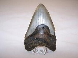 5.09 Megalodon Fossil Shark Tooth Teeth 7.7 oz Free Stand! NO RESTORATION