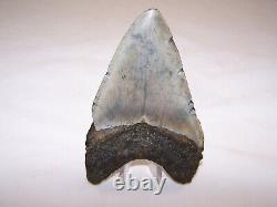 5.09 Megalodon Fossil Shark Tooth Teeth 7.7 oz Free Stand! NO RESTORATION