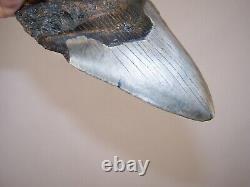 5.09 Megalodon Fossil Shark Tooth Teeth 7.7 oz Free Stand! NO RESTORATION