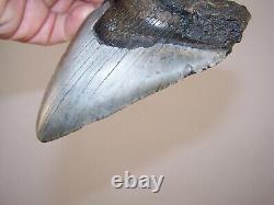 5.09 Megalodon Fossil Shark Tooth Teeth 7.7 oz Free Stand! NO RESTORATION