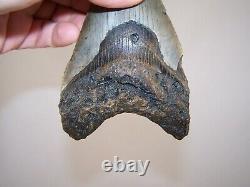 5.09 Megalodon Fossil Shark Tooth Teeth 7.7 oz Free Stand! NO RESTORATION