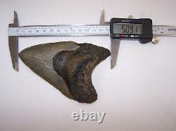 5.09 Megalodon Fossil Shark Tooth Teeth 7.7 oz Free Stand! NO RESTORATION