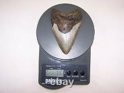 5.09 Megalodon Fossil Shark Tooth Teeth 7.7 oz Free Stand! NO RESTORATION