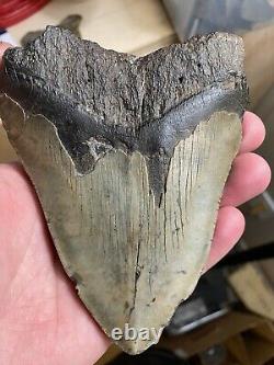5.0 Fossil Megalodon Shark Tooth. Prehistoric Ocean Teeth Authentic No Repair