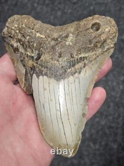 5 100% Authentic Fossil Megalodon Shark Tooth Teeth FREE $20 STAND