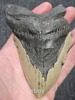 5 100% Authentic Fossil Megalodon Shark Tooth Teeth FREE $20 STAND