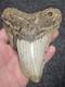 5 100% Authentic Fossil Megalodon Shark Tooth Teeth Free $20 Stand