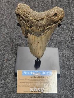 5 100% Authentic Fossil Megalodon Shark Tooth Teeth FREE $20 STAND