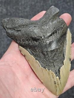 5 100% Authentic Fossil Megalodon Shark Tooth Teeth FREE $20 STAND