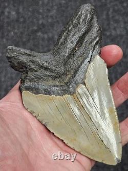 5 100% Authentic Fossil Megalodon Shark Tooth Teeth FREE $20 STAND