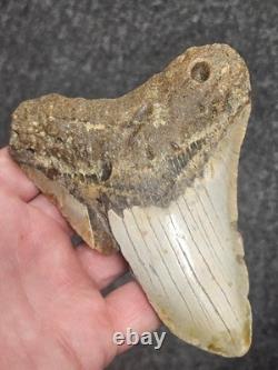 5 100% Authentic Fossil Megalodon Shark Tooth Teeth FREE $20 STAND