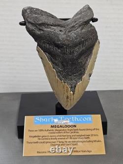 5 100% Authentic Fossil Megalodon Shark Tooth Teeth FREE $20 STAND